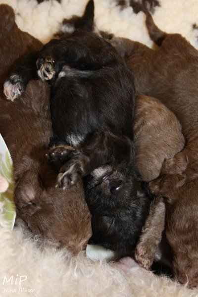 2011-05-15 Puppies Candy & Svet (3).jpg